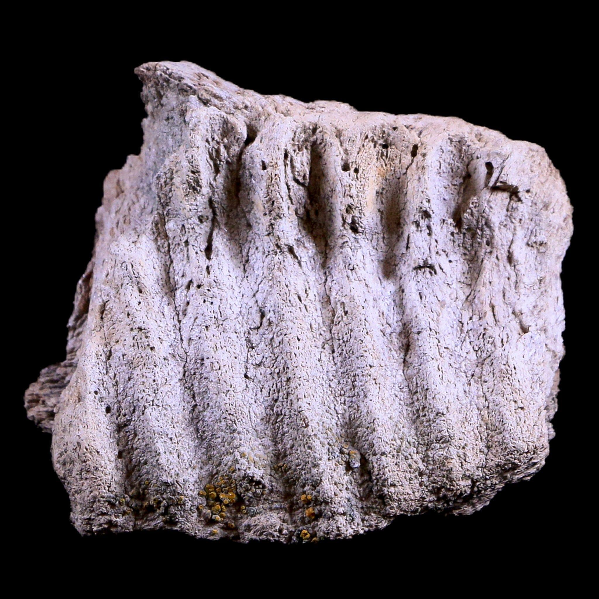 Authentic Gryposaurus Fossil Jaw Maxilla Bone - Duck-Billed Dinosaur Fossil from Judith River Formation, Montana - Includes COA - Perfect for Paleontology Collections, Educational Displays & Dinosaur Enthusiasts