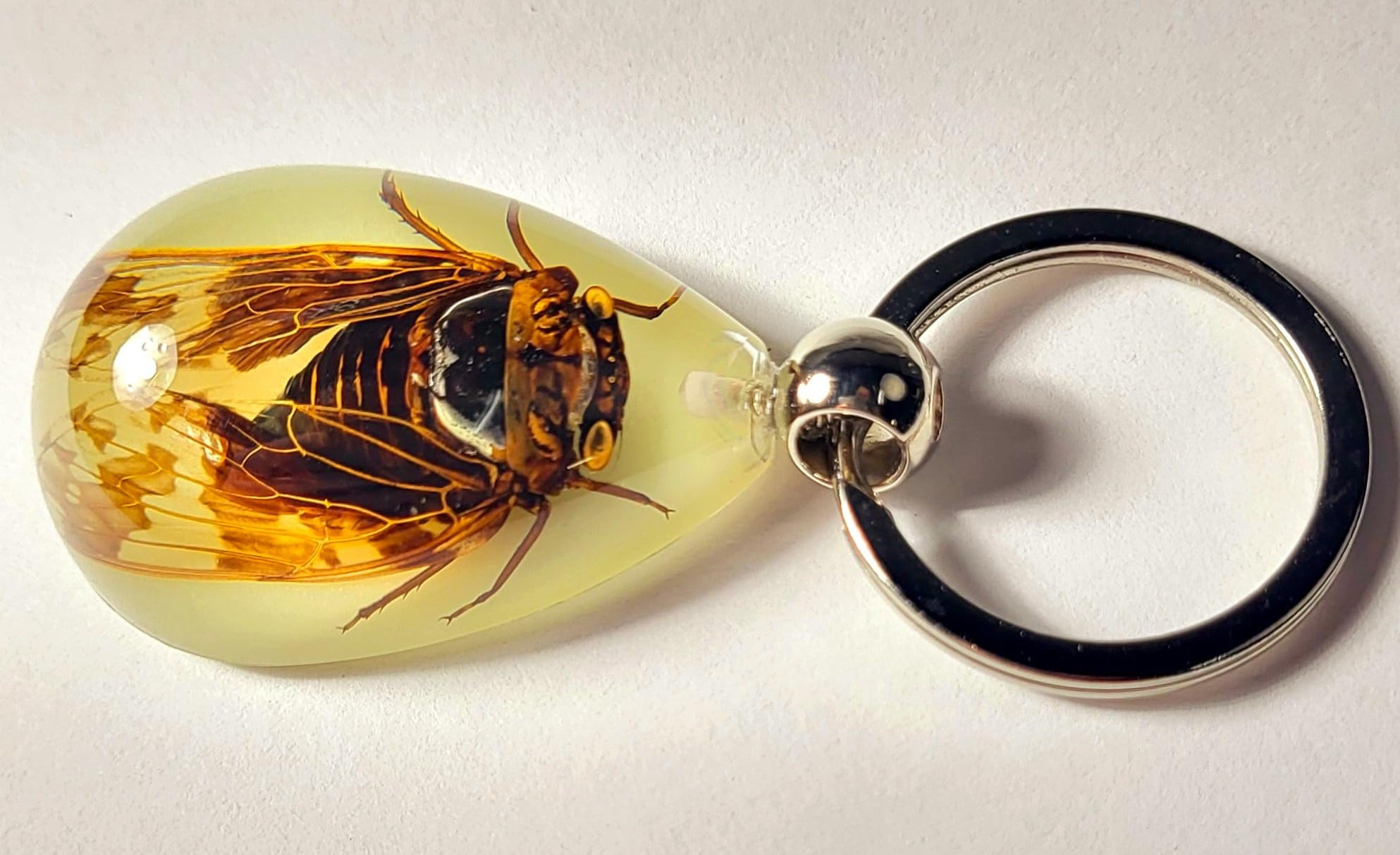 Glow in The Dark 43mm Real Cicada Lucite Keychain - Insect Taxidermy Specimen for Science Education & Unique Jewelry Pendant - Perfect for Biology Classrooms, Gothic Fashion Accessories, and Nature Lover Gifts