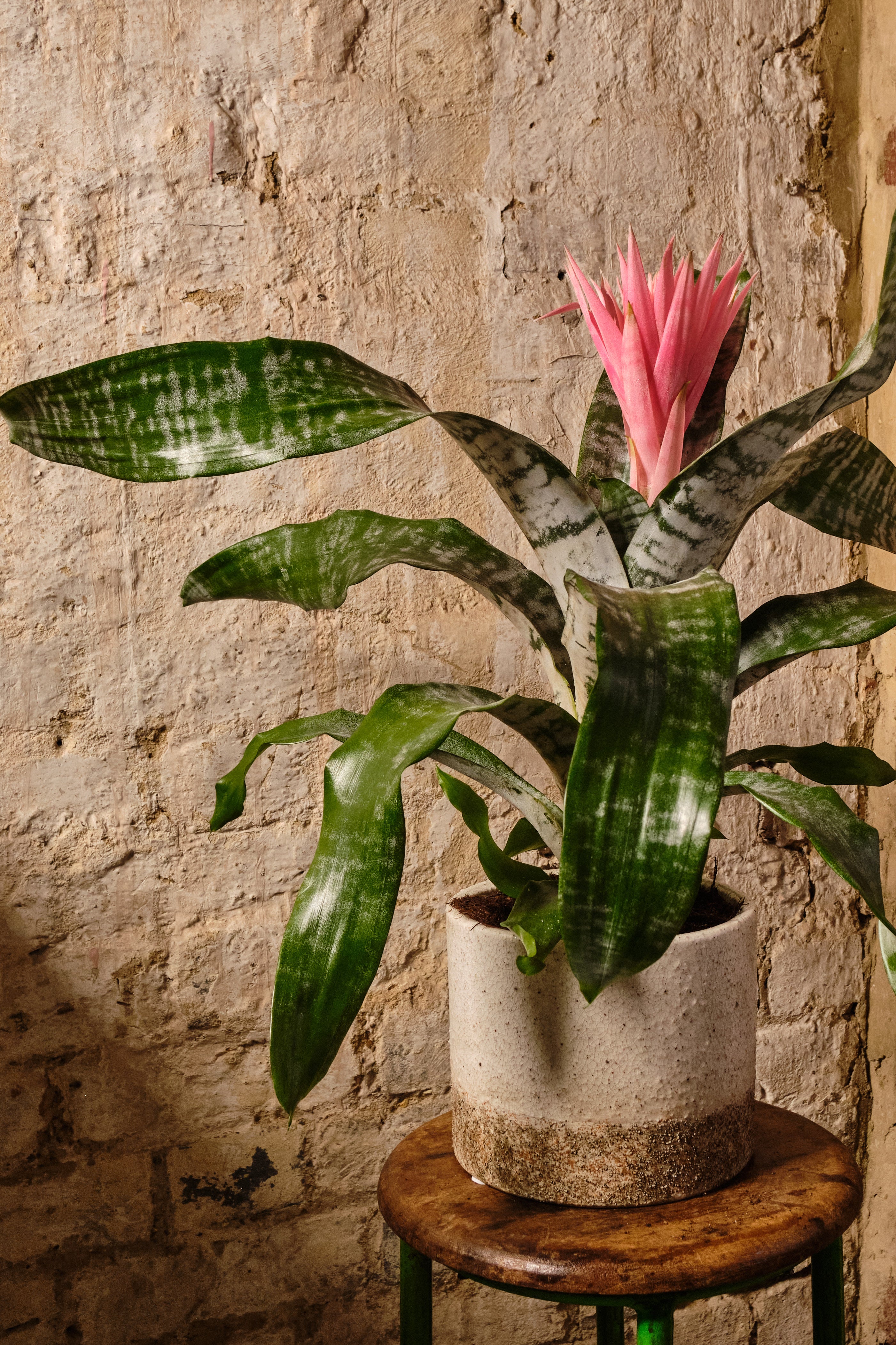 Aechmea Primera Bromeliad Plant - Exotic Indoor Houseplant for Home & Office Decor | Perfect for Living Room, Bedroom, and Gift Giving