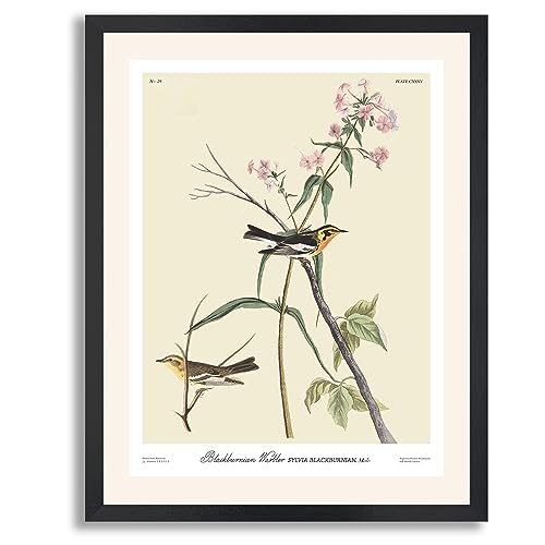 Blackburnian Warbler
