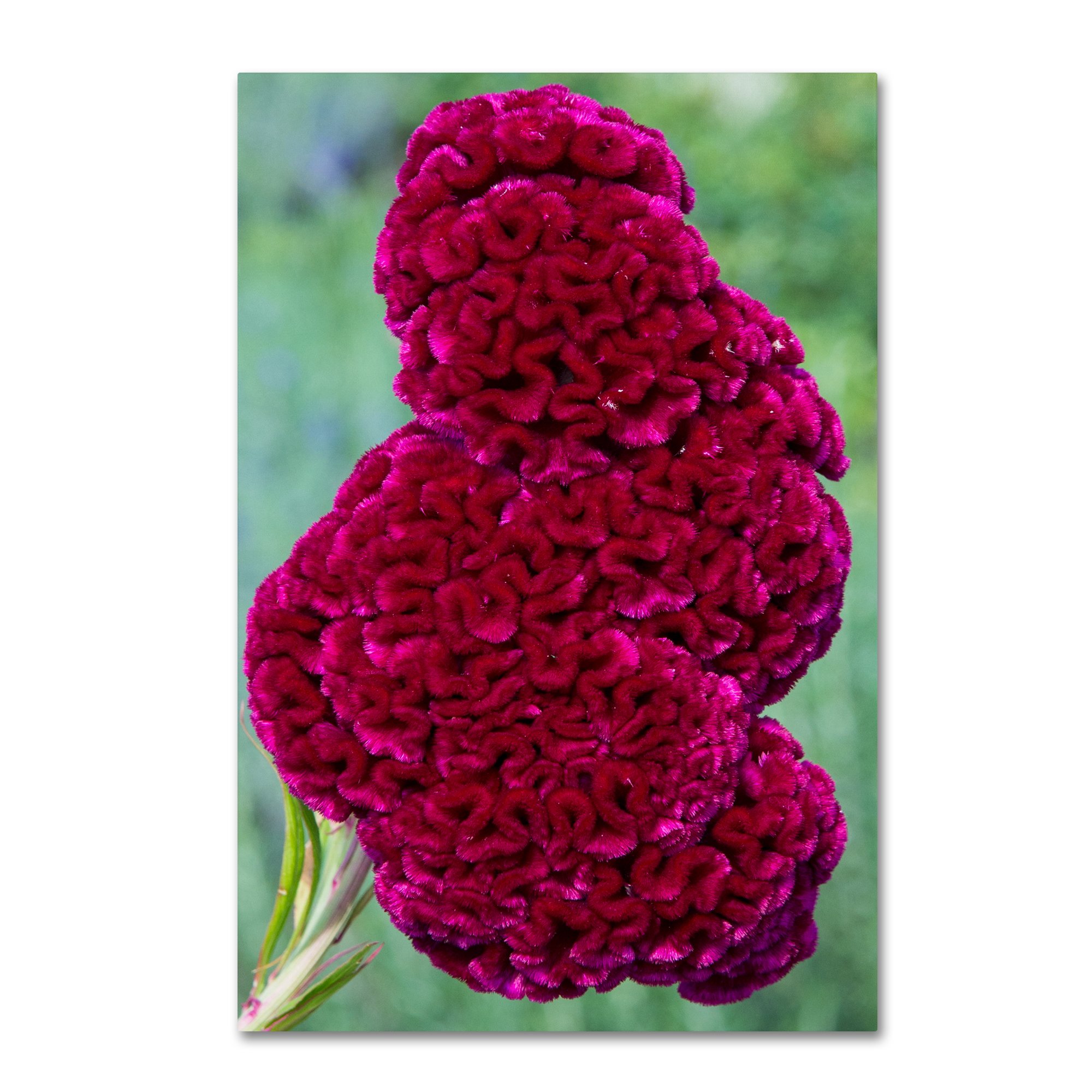 Kurt Shaffer Coxcomb Flower Canvas Wall Art - 30