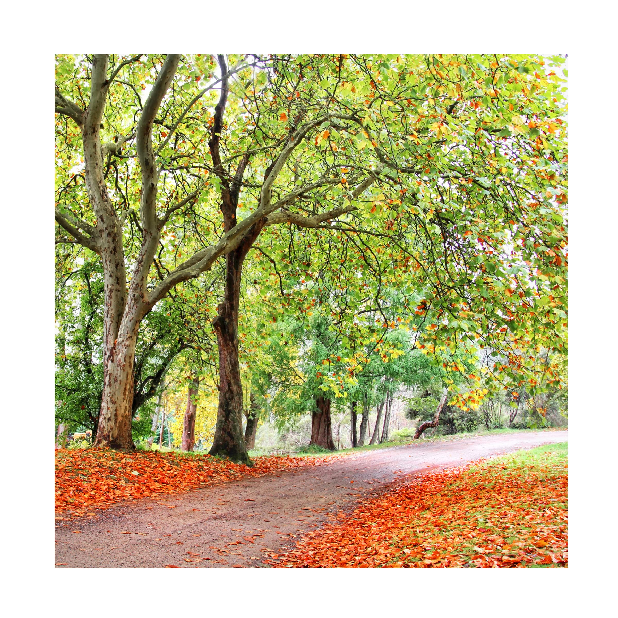 Changing Seasons Canvas Wall Art by Beata Czyzowska - Hand Painted Landscape Painting for Living Room, Bedroom & Office Decor