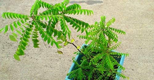 Fresh Live Curry Leaf Plant (Murraya Koenigii) - Organic Herb for Cooking, Ayurvedic Remedies & Home Gardening - Perfect for Indian Cuisine, Tea & Natural Healing