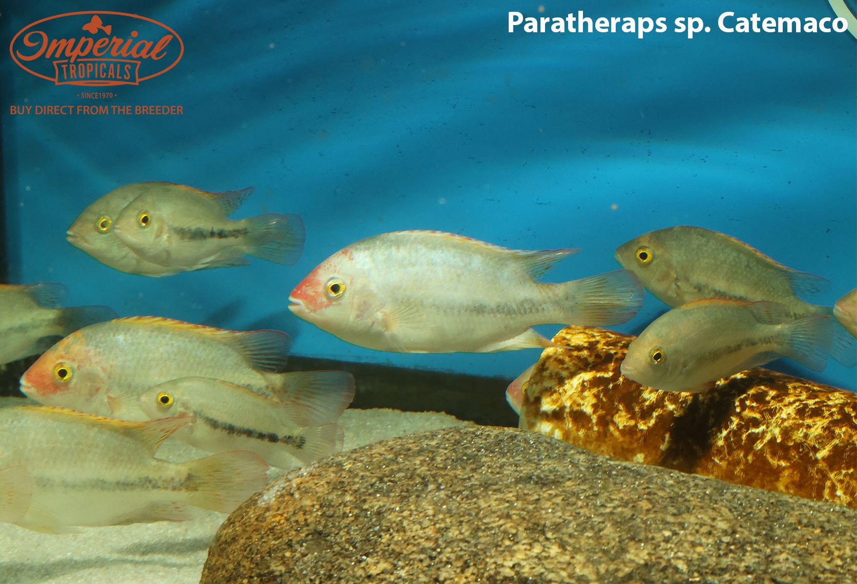 Paratheraps Sp. Catemaco Cichlid Fish - Live Freshwater Aquarium Fish for Tanks & Ponds | Perfect for Tropical Fish Enthusiasts & Home Aquascaping