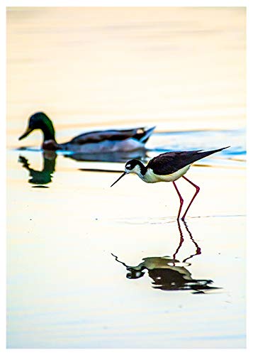 Sandpiper Birthday Card - Happy Birthday Inside - Perfect for Friends, Family & Coworkers