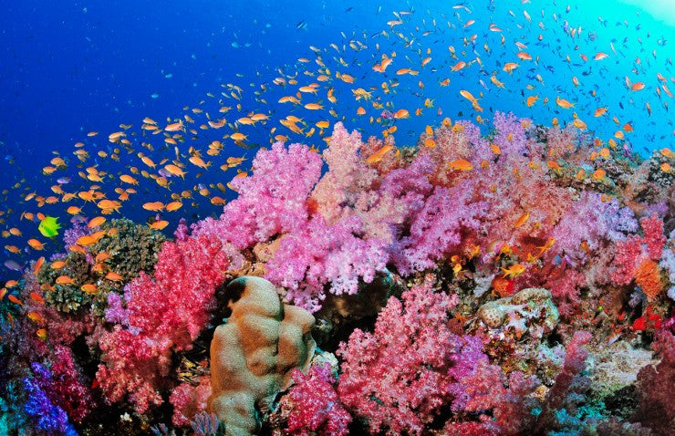 SSI Open Water Scuba Diving Certification Course - Learn to Dive for Beginners & Explore Underwater Adventures