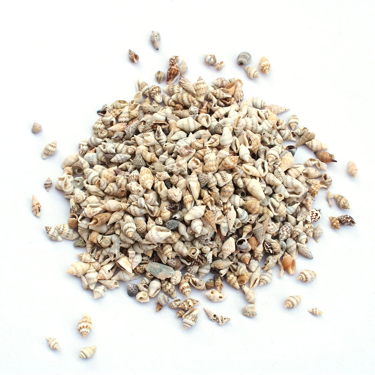 Natural Nassa Seashells 1 Pound Bulk for DIY Crafts, Beach Wedding Decor, Aquarium & Home Decor - Premium Seashell Collection for Scrapbooking, Vase Fillers, and Coastal Themed Projects