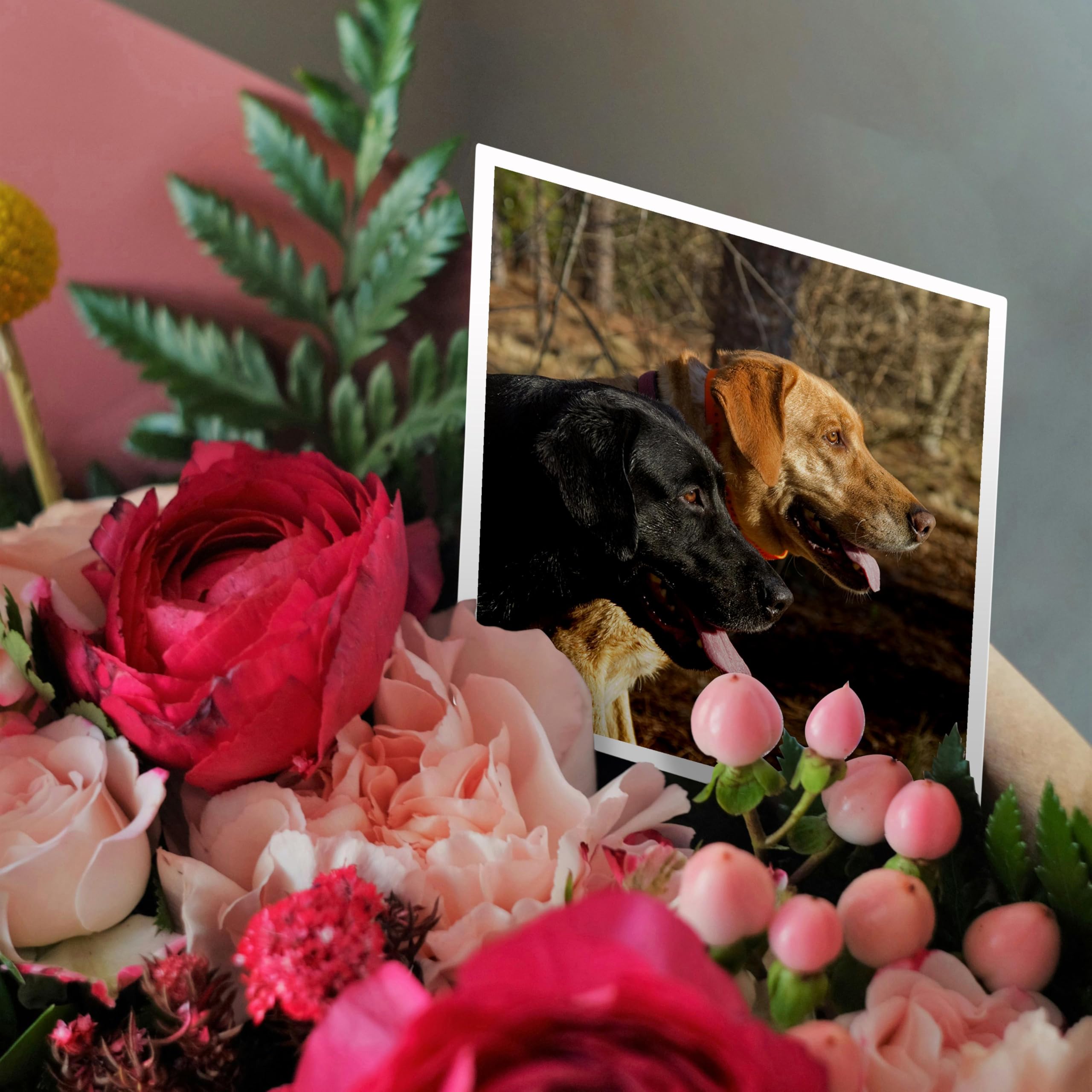 Black & Yellow Labrador Retriever Greeting Card - High Quality Dog Photography - Perfect for Birthdays, Thank You Notes & Pet Lovers