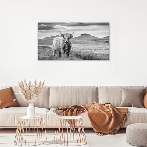 Highland Cow