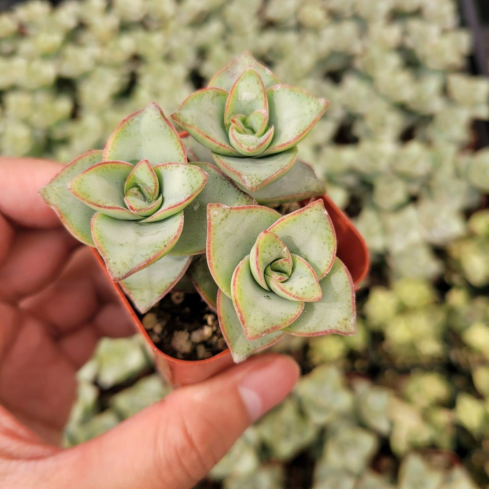 Crassula 'Ivory Towers' Succulent Plant - 2 Inch Live Indoor Houseplant, Low Maintenance Jade Plant for Home Decor, Office Desk, and Gift Giving