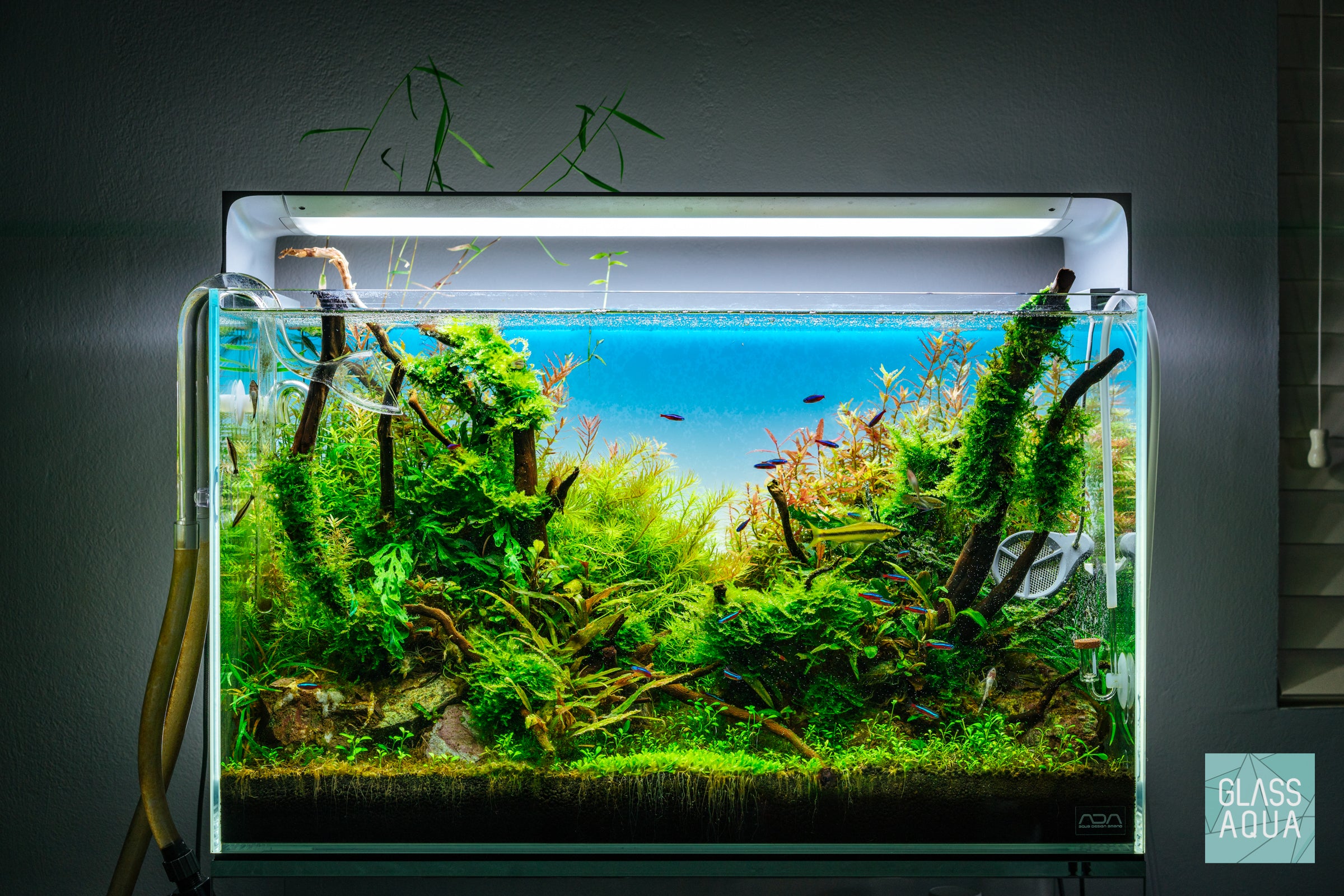 Natural Spider Wood for Aquarium Decor - Unique Driftwood for Fish Tanks, Reptile Habitats & Terrarium Landscaping (Ideal for Shrimp, Betta Fish & Aquatic Plants)