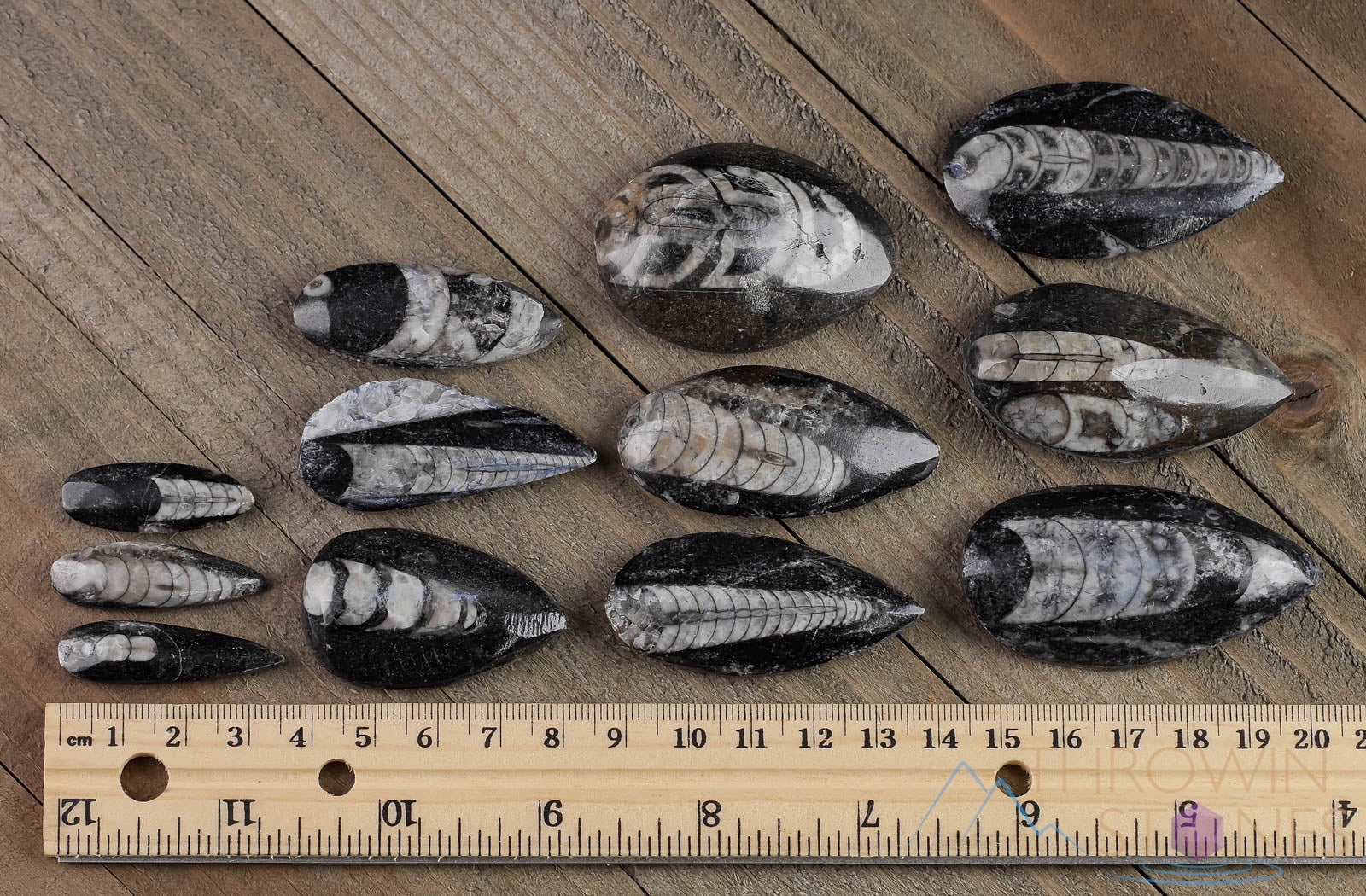 ORTHOCERAS FOSSIL - Authentic Natural Fossil Crystal Cabochon | Unique Housewarming Gift & Home Decor (E0095) | Perfect for Geology Enthusiasts, Crystal Collectors & Interior Design