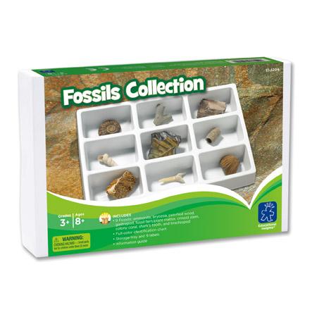 Premium Fossil Collection Kit - Authentic Dinosaur Bones, Shark Teeth & Ammonites for Kids & Adults - Perfect for Science Education, Classroom & Home Decor