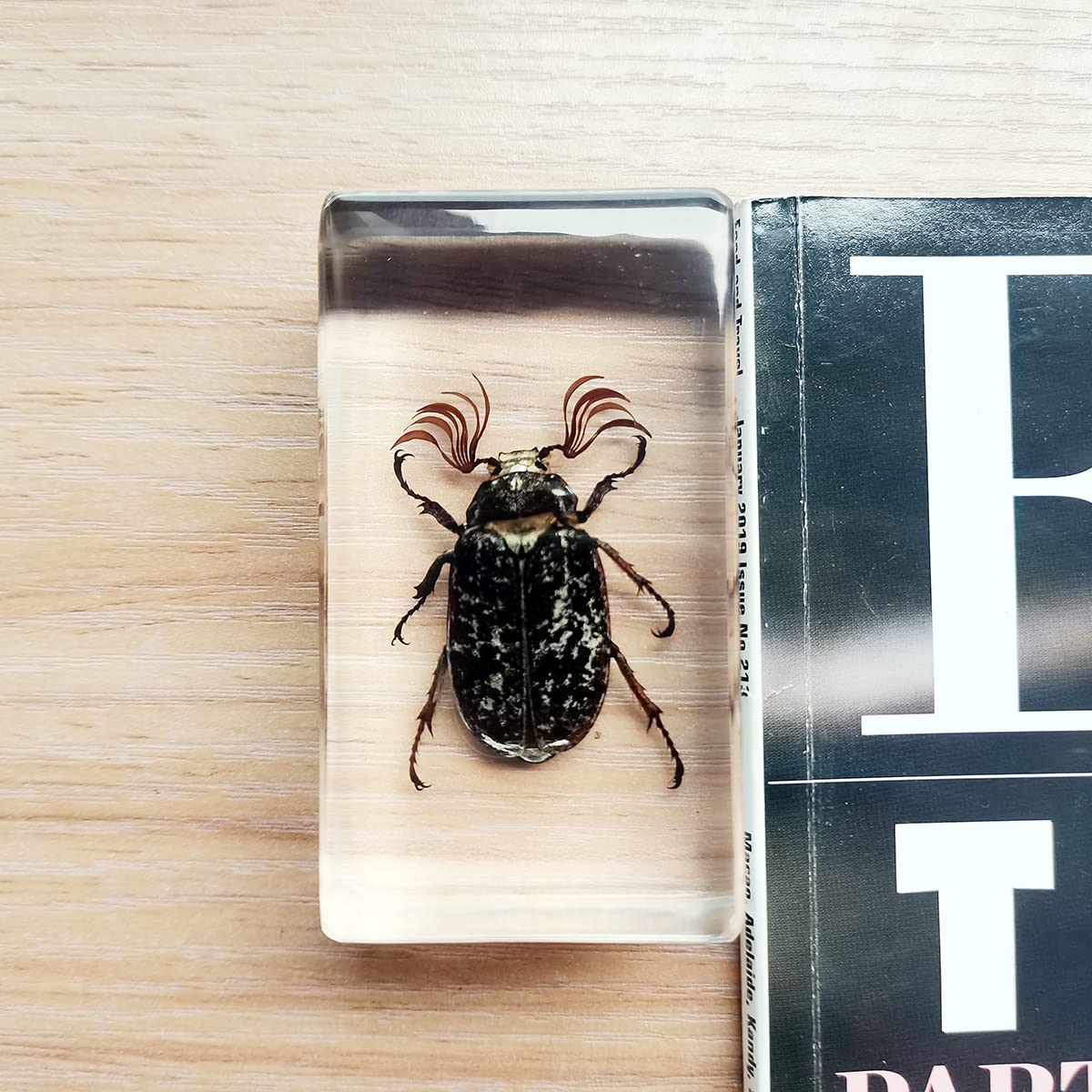 Real Chafer Beetle Insect Specimen in Clear Resin Paperweight - Educational Science Display, Taxidermy Collection & Unique Desk Decor for Nature Lovers | Perfect for Classrooms, Offices & Home Decor