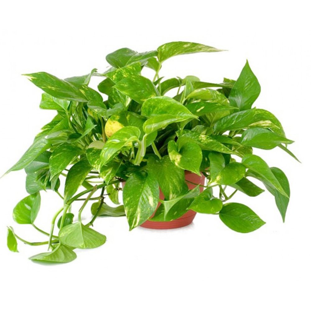 American Plant Exchange Golden Pothos Live Plant - 6