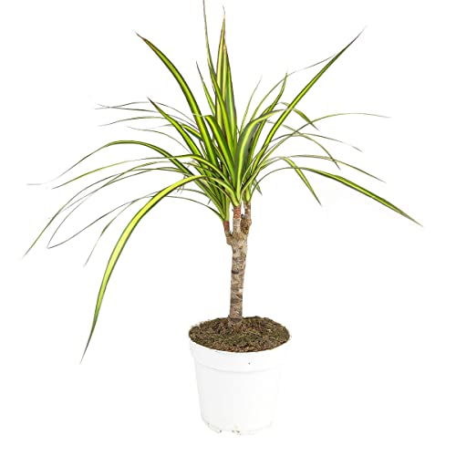 Dracaena Sunray Cane