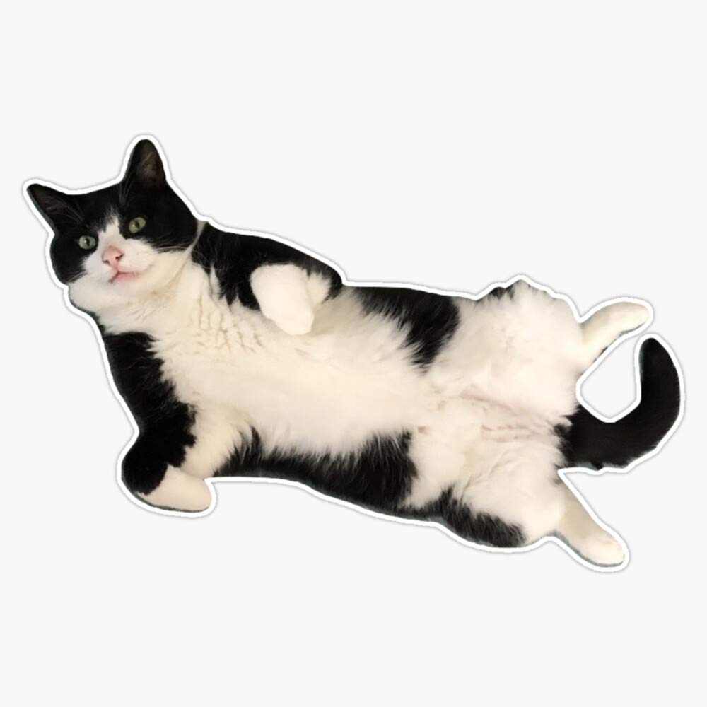 Leyland Designs Tuxedo Cat - Carlisle Sticker | Durable Outdoor Vinyl Decal for Windows, Bumpers, Laptops, Crafts & Home Decor | 5 Inch