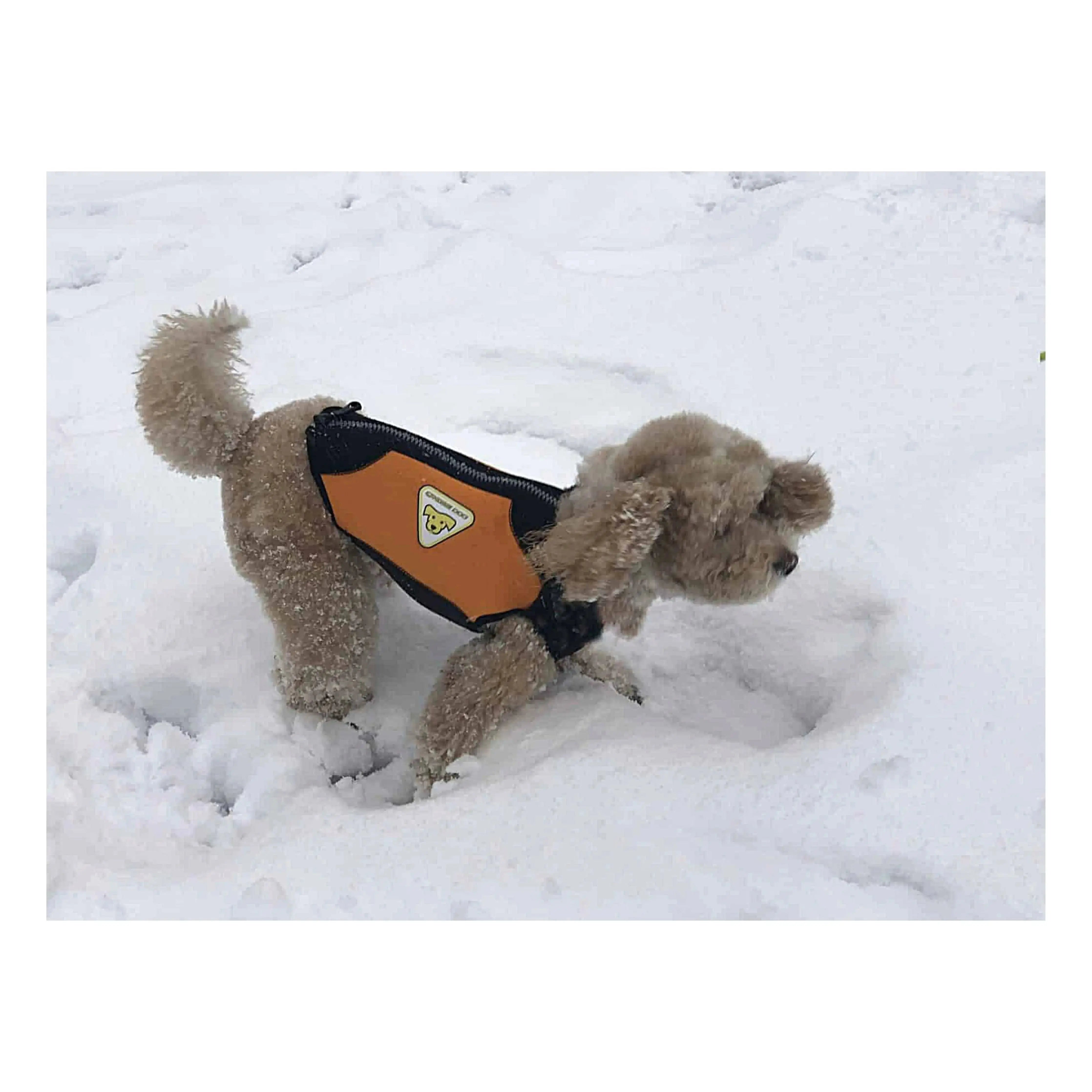 CRESSI Dog Wetsuit for Medium Dogs - Waterproof Swimwear for Beach, Pool & Outdoor Adventures