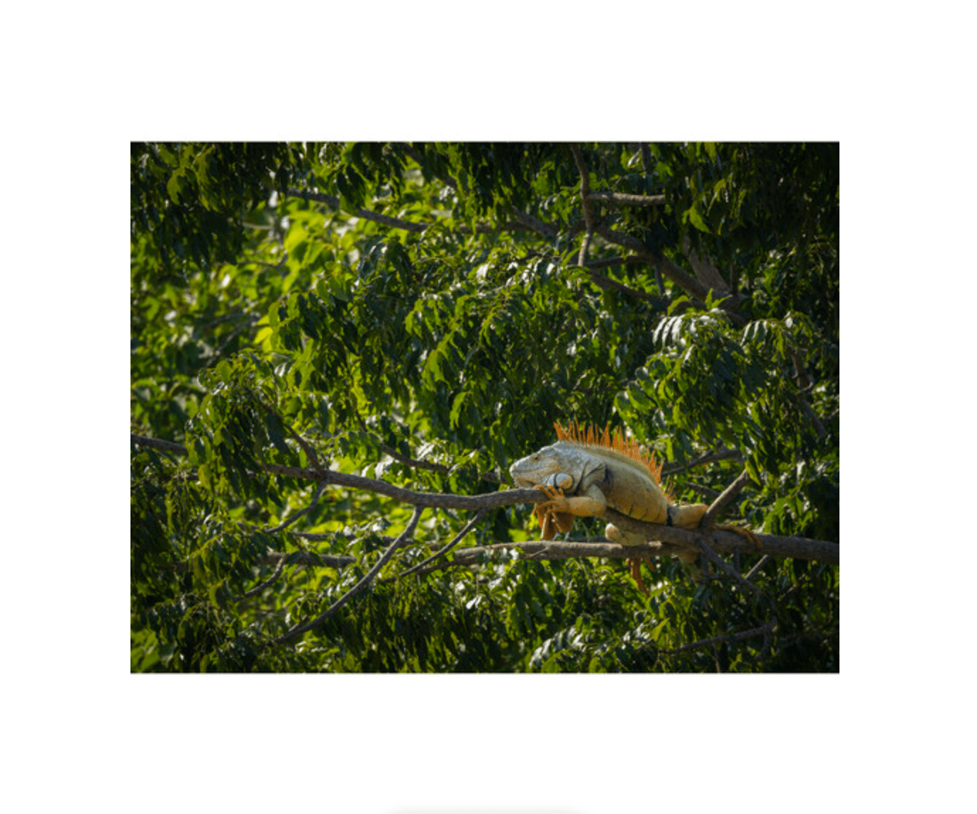 OM SYSTEM M.Zuiko Digital ED 100-400mm f/5-6.3 IS II Super Telephoto Zoom Lens for Micro Four Thirds Cameras - Perfect for Wildlife, Sports & Travel Photography