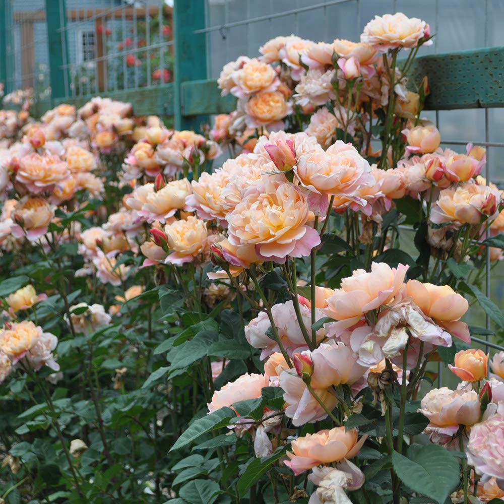 Heirloom Roses - The Impressionist™ Multi Rose Bush | Climbing Roses Live Plant for Outdoor Gardens, Landscaping & Patio Decor