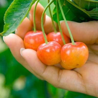 Brighter Blooms Rainier Cherry Tree - 4-5 Feet Tall Live Fruit Plant - Sweet Yellow Cherries - No Shipping to AZ, CA, CO, ID, WA - Perfect for Home Gardens, Backyard Orchards & Fresh Fruit Harvesting