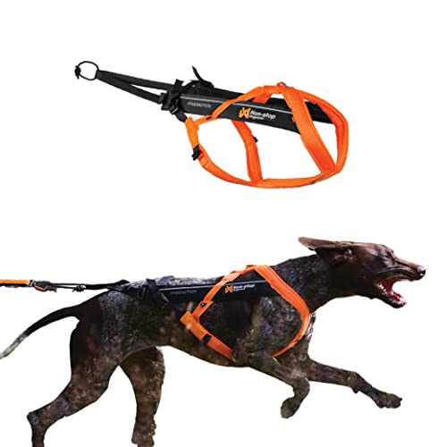 Orange / Black