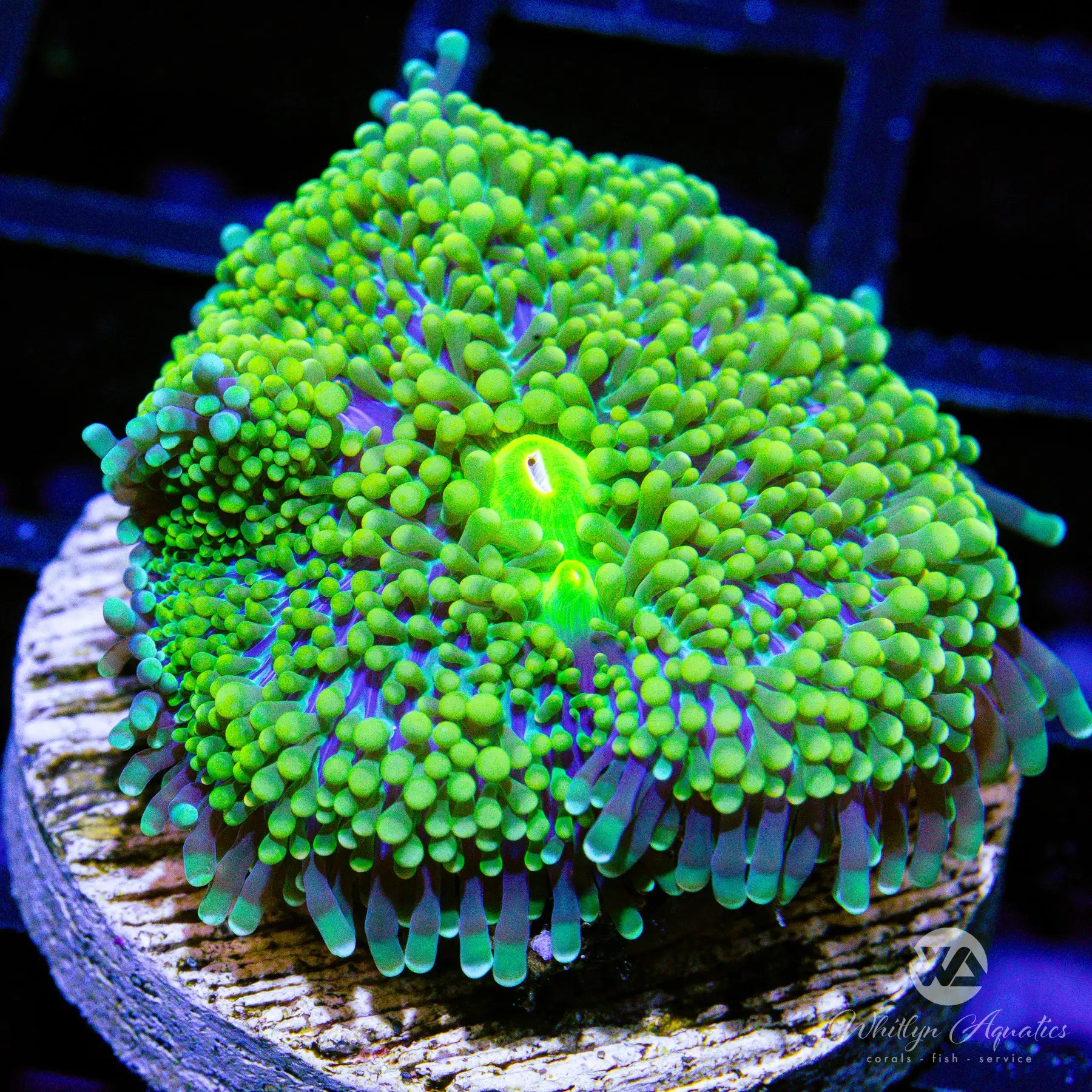 B11 WA Surge Ricordea Mushroom Coral - Live Saltwater Coral for Reef Aquariums | Perfect for Nano Tanks, Coral Frag Racks & Marine Displays