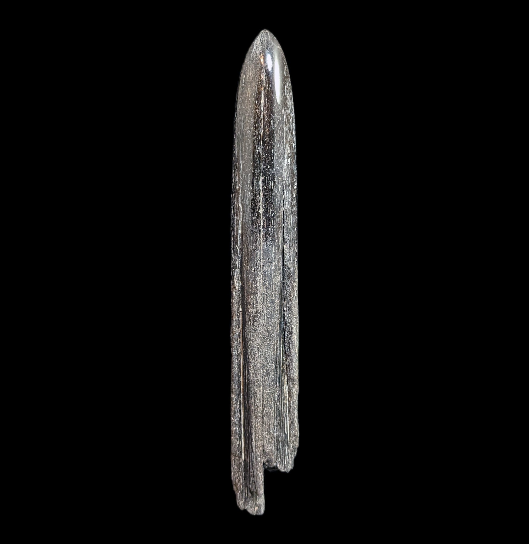 Authentic Fossilized Swordfish Rostrum Specimen - Rare Natural History Collectible for Home Decor, Museum Display & Educational Use