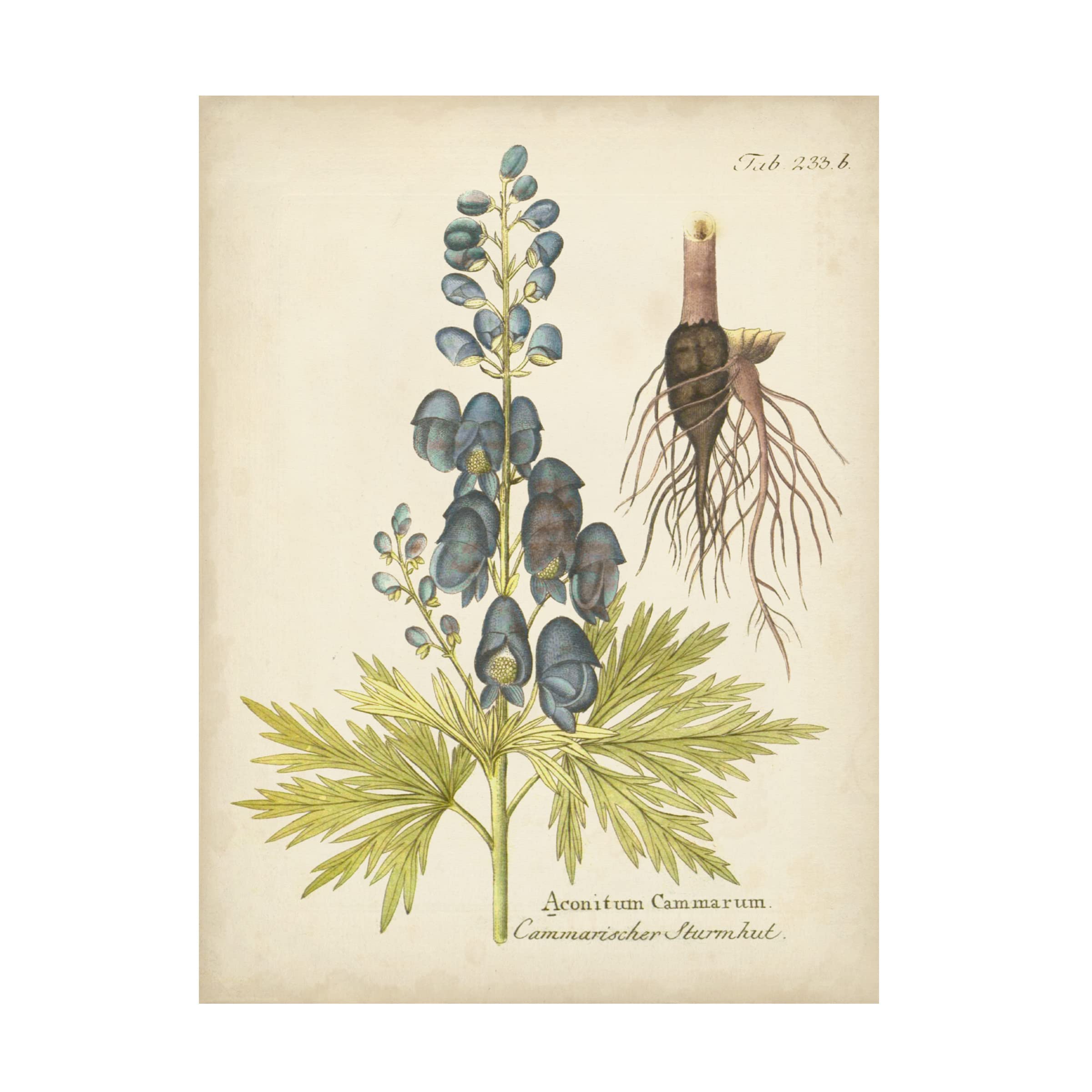 Trademark Fine Art 'Eloquent Botanical II' Canvas Wall Art by Vision Studio - Perfect for Living Room, Bedroom & Office Decor