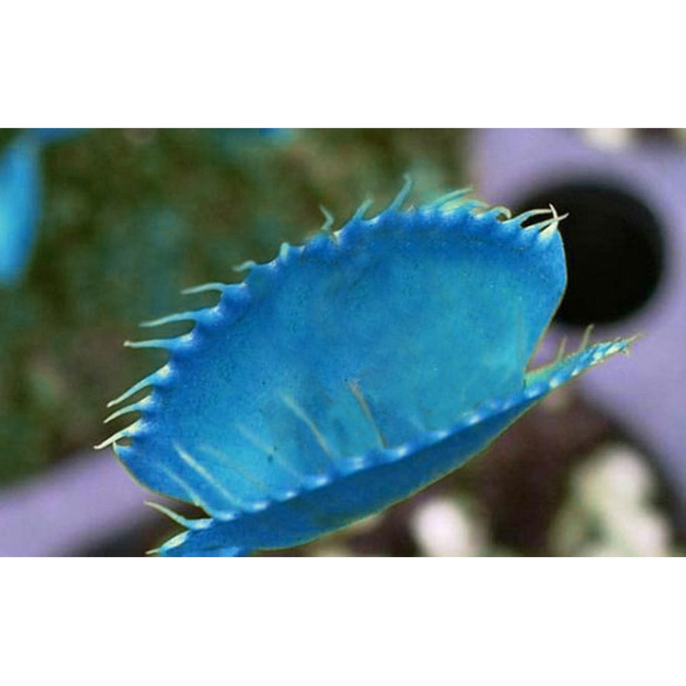 100Pcs Giant Venus Flytrap Seeds (Dionaea Muscipula) - Blue Variant for Carnivorous Plant Garden | Indoor/Outdoor Insect Control & Unique Home Decor