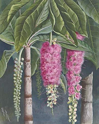 Ellis Rowan Barringtonia Sp With Larva - 20x30 Inch Laminated Nature Poster | Vibrant Colors & Detailed Botanical Art | Perfect for Home Decor, Office Wall Art & Classroom Educational Display