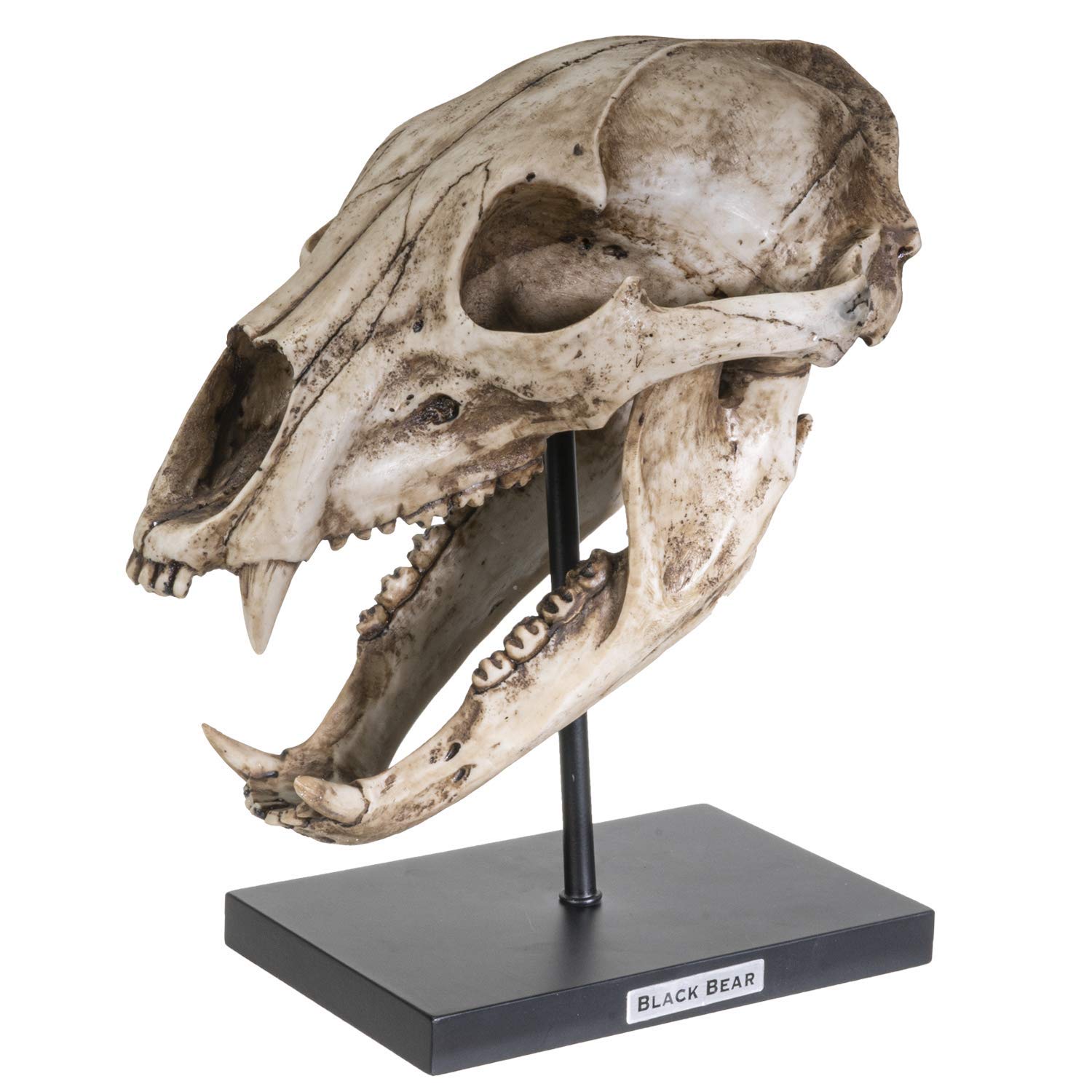 SUMMIT COLLECTION Polystone Resin Black Bear Skull Replica with Stand & Name Plaque - 10.75 Inch Home Decor Sculpture for Cabin, Hunting Lodge & Gothic Interior Design