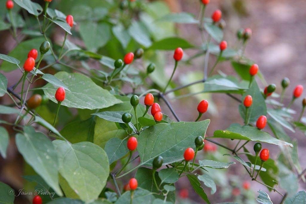 Pequin Chile Pepper Seeds (100 Count) - Tiny but Spicy Red Peppers for Cooking, Salsa & Hot Sauce | Home Garden Planting