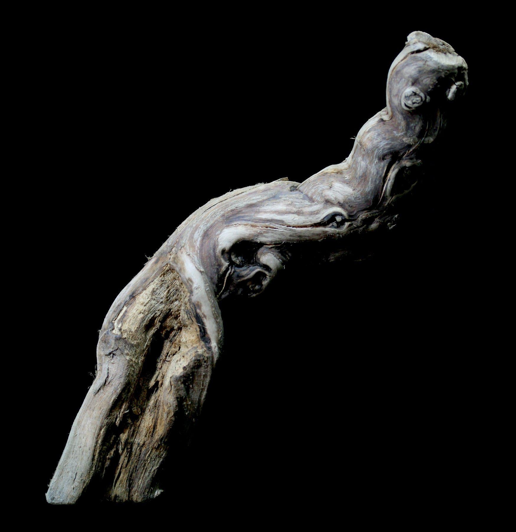 Natural Tumbled Grapewood Branches for Reptile Habitats, Aquariums & Terrariums - Decorative Driftwood for Crafts, Home Decor & DIY Projects