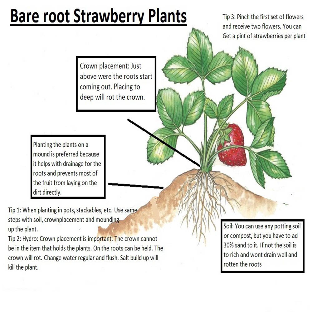 10 Honeoye Strawberry Plants - Sweet Juicy Berries - Pack of 10 Bare Root Plants for Zones 3-8 - USDA Organic Grown in USA - Perfect for Home Gardens, Fresh Eating & Jam Making