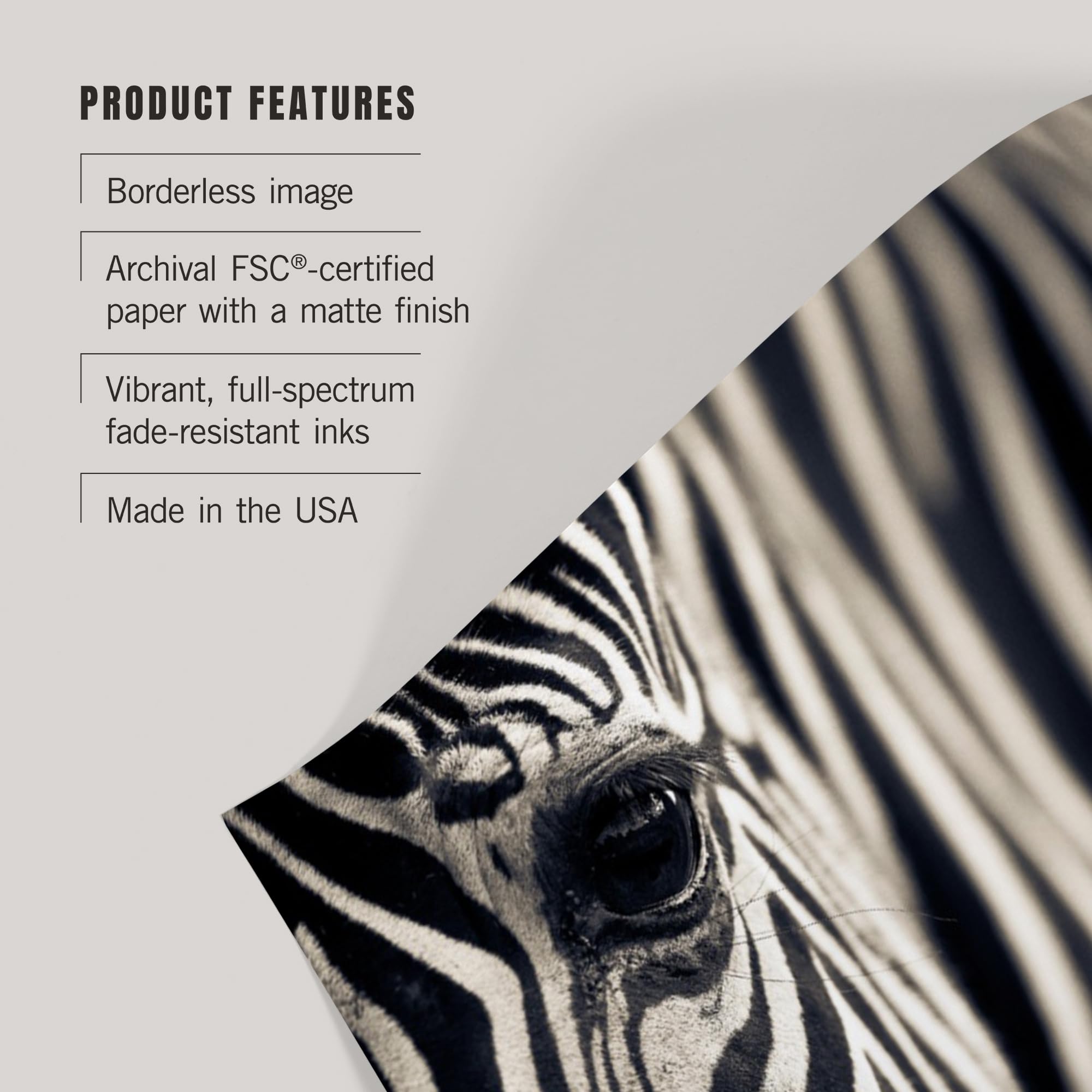 Lantern Press 16x24 Inch Zebra Close-Up Giclee Art Print - Premium Wildlife Wall Decor for Living Room, Bedroom & Office