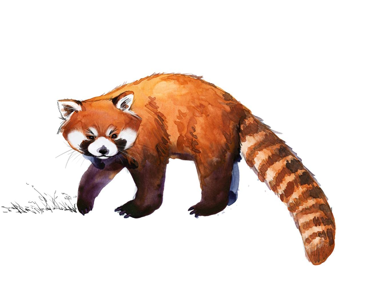 Large Red Panda Wall Decal - Peel and Stick Removable Wall Stickers for Kids Bedroom Decor, Nursery, Playroom | Cute Red Panda Wall Art Poster | Perfect Gift for Boys & Girls | Easy to Apply & Remove