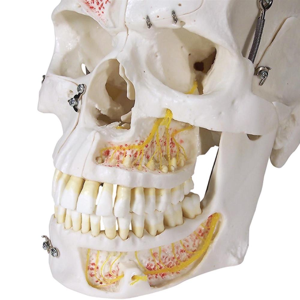 Premium 10-Part Dental Skull Model for Human Anatomy Demonstration - Ideal for Dental Students, Professionals & Medical Education