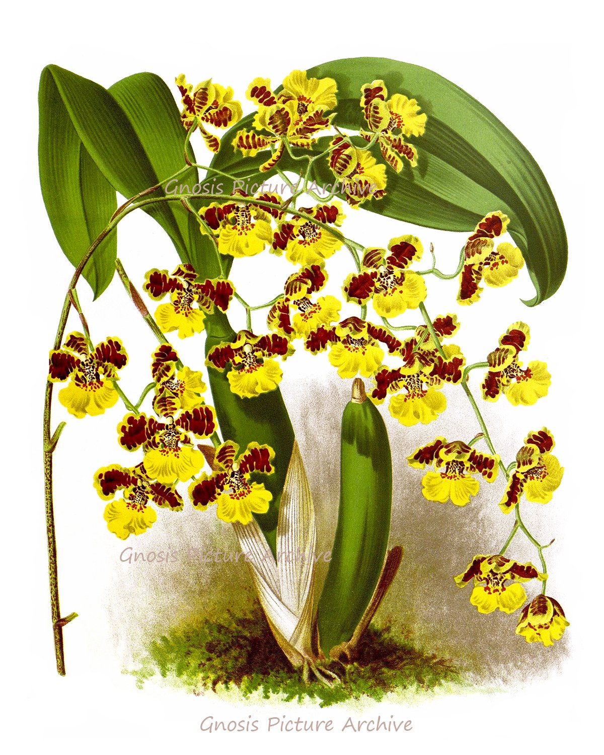 Set of 6 Tropical Orchid Wall Art Prints - Orange & Yellow Unframed Canvas Paintings for Living Room, Bedroom, Office Decor | Vibrant Floral Home Decorations Perfect for Housewarming Gifts & Interior Design