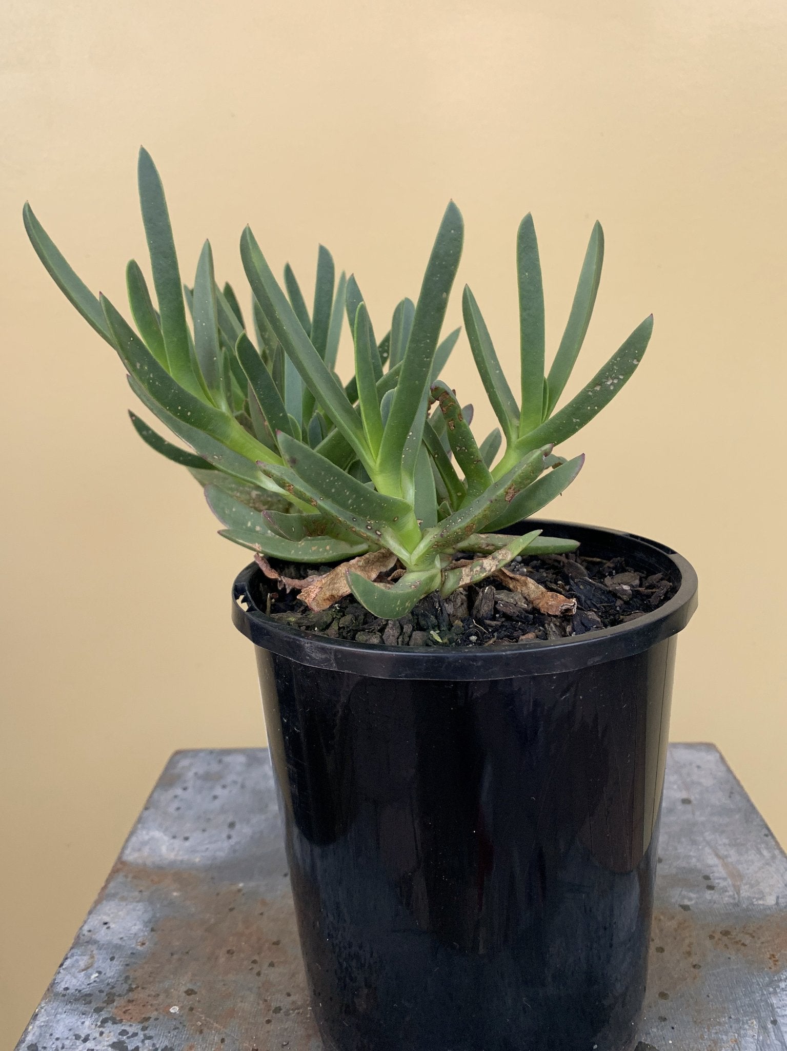 Buy Carpobrotus Rossii (Pigface) Succulent Plant - Drought-Tolerant Ground Cover for Gardens, Landscaping & Coastal Areas