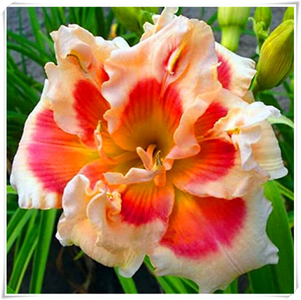 Daylily Perennial Plants - 3 Pack Ready to Grow in Pots, Year-Round Blooming Flowers for Garden & Home Decor | Perfect Gift for Gardeners & Plant Lovers