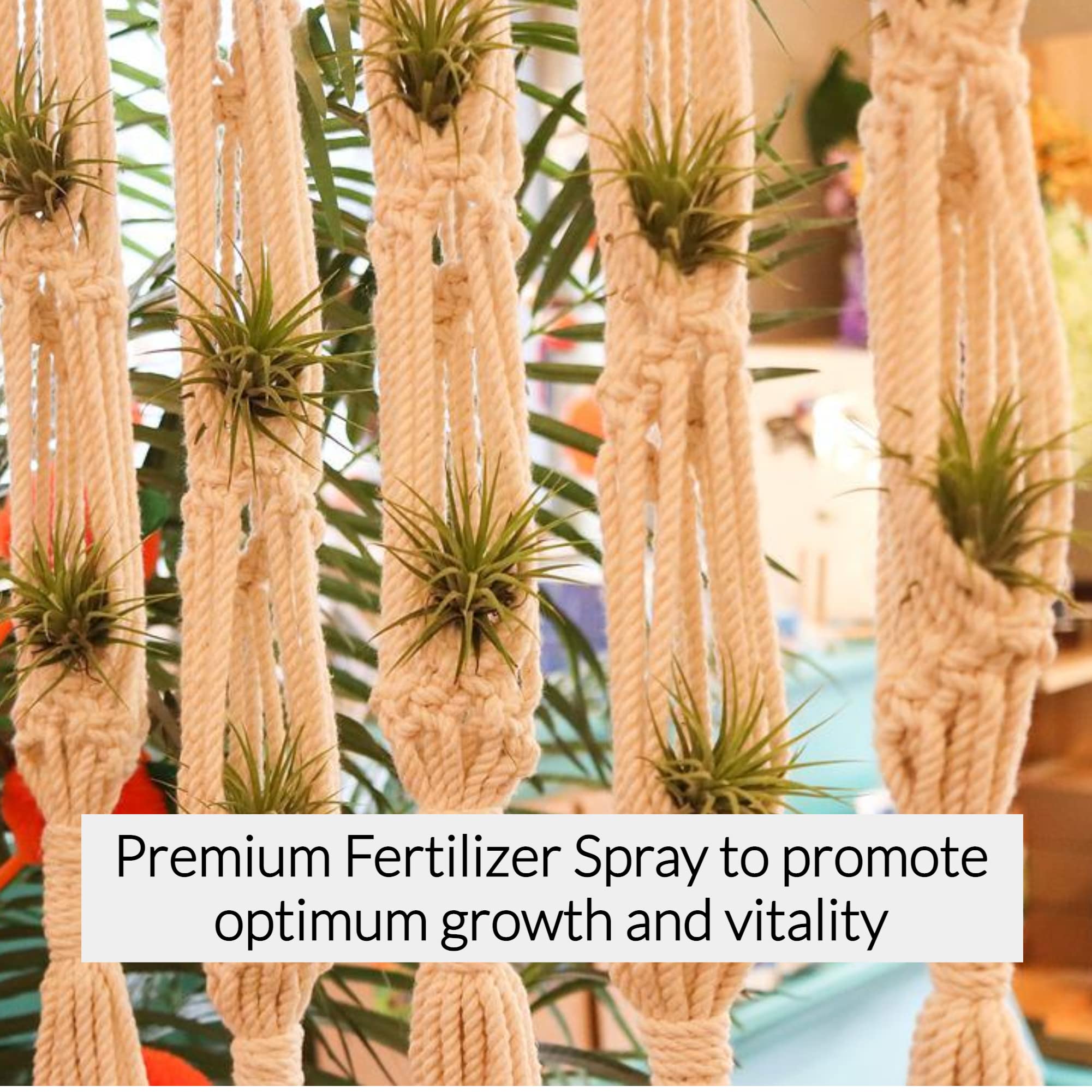 Premium Air Plant Fertilizer Spray - Pre-Mixed Weekly Use Formula | Gentle Nutrient Blend for Tillandsia & Air Plants | 8 oz Bottle | Perfect for Terrariums, Office Decor & Indoor Gardening