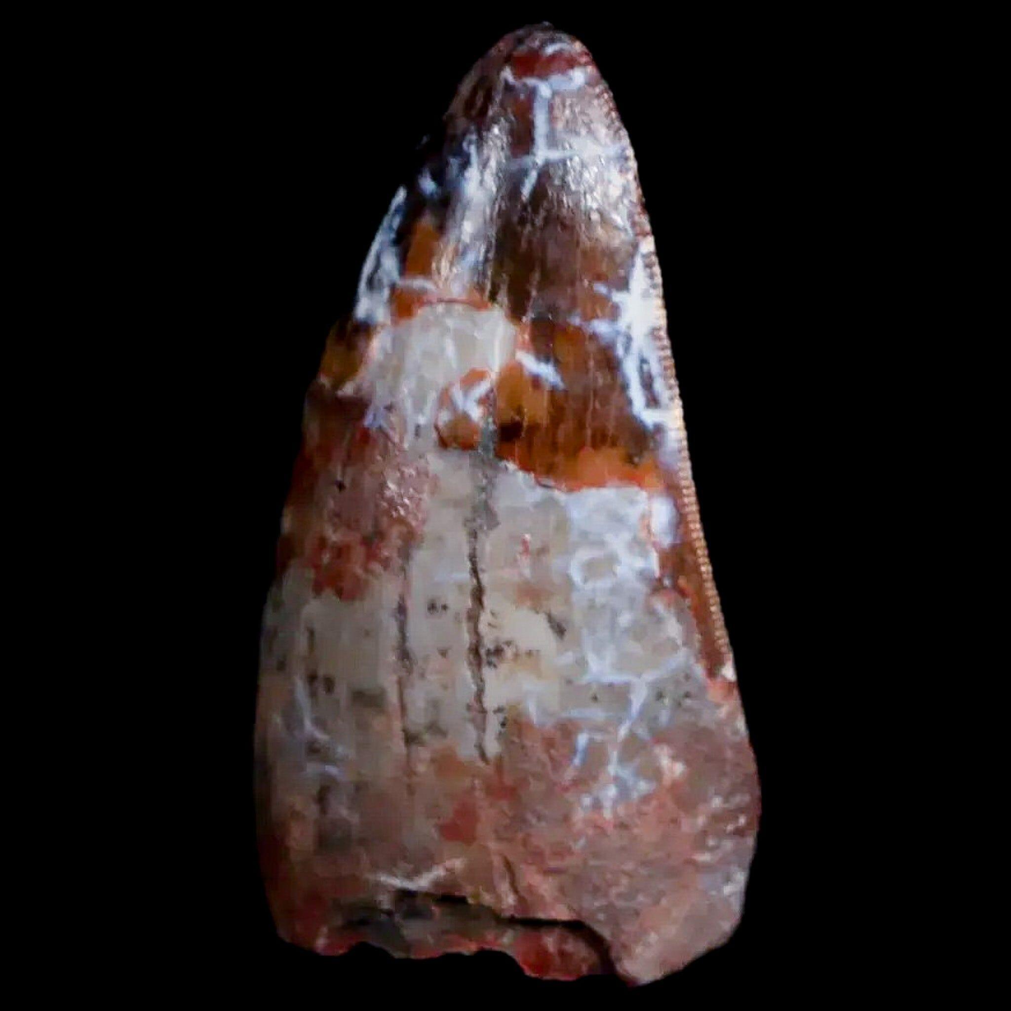 Authentic XL Phytosaur Fossil Tooth - Triassic Age Archosaur Specimen from Redonda Formation, NM - Includes COA for Collectors & Display - Perfect for Paleontology Enthusiasts & Home Decor