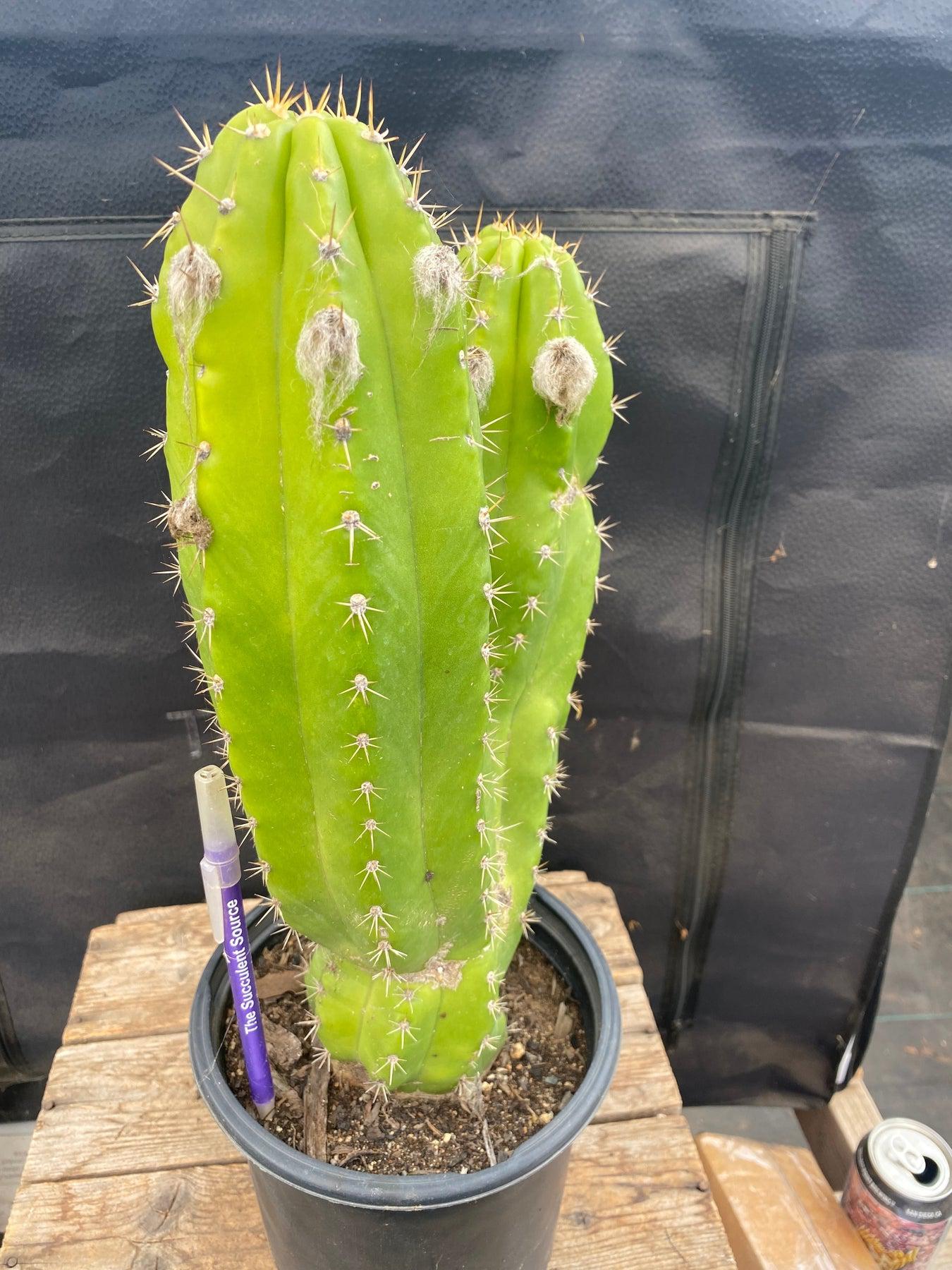 EC129 EXACT Trichocereus Pachanoi Jiimz Long Spine Ornamental Cactus - 13.5 Inch Tall Rare Succulent Plant for Home Decor, Office Desk, and Garden Landscaping
