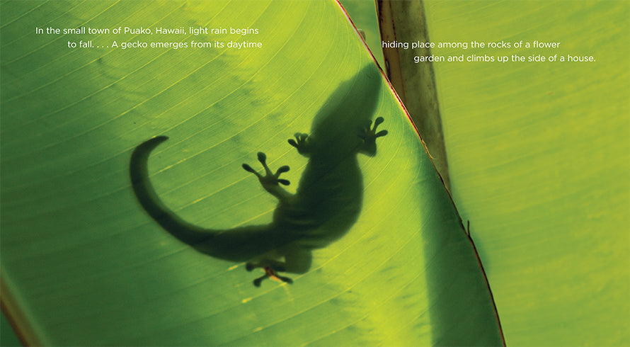 Geckos Book - ISBN 9781608184170 - Perfect for Reptile Lovers & Science Education