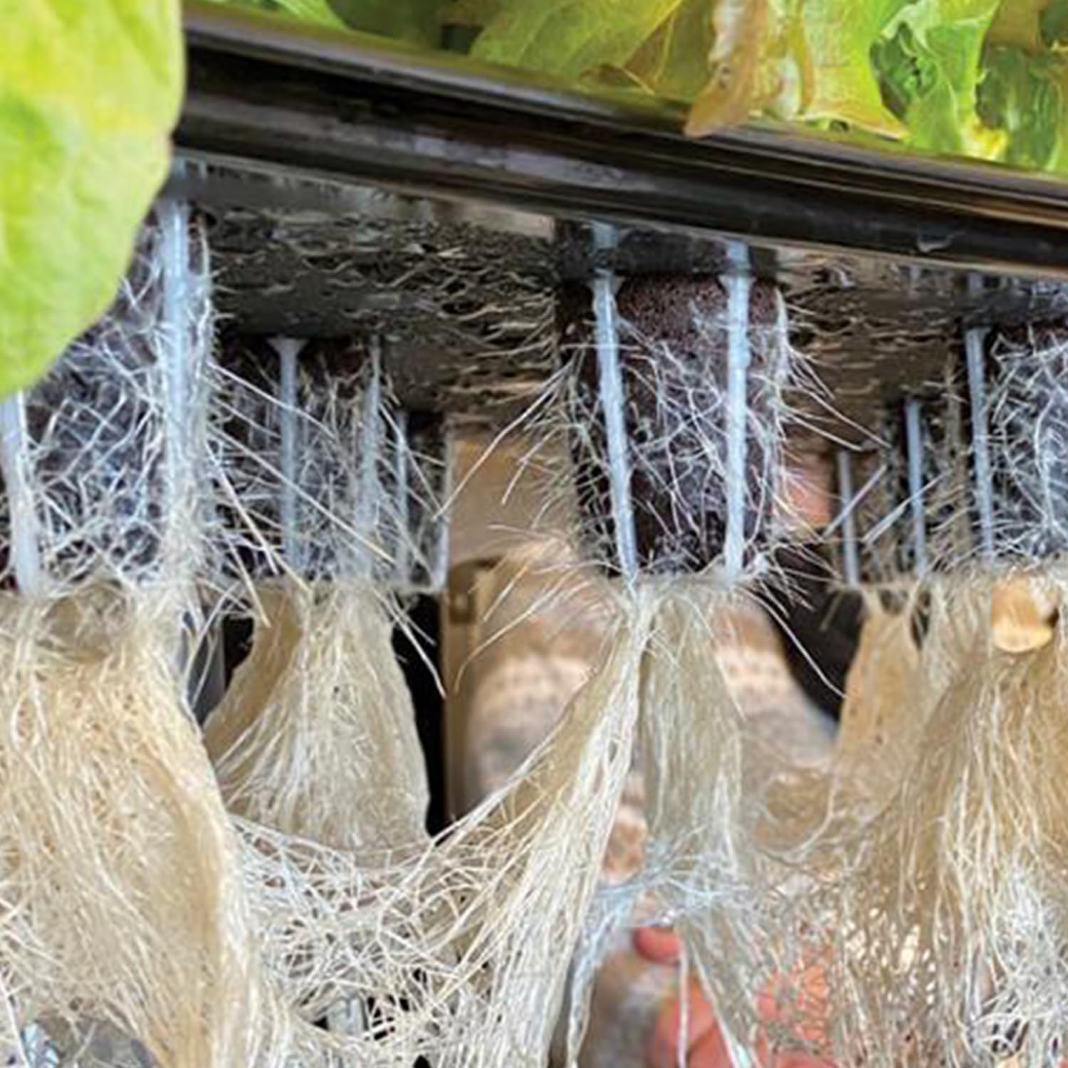 100pcs Grow Sponges Seed Starter Pods for Hydroponics - Square Sponge Cubes Compatible with QYO, LYKO, Idoo Hydroponic Systems | Indoor Gardening Supplies for Herbs, Vegetables & Plant Propagation | Perfect for Home Hydroponic Kits & Seed Starting