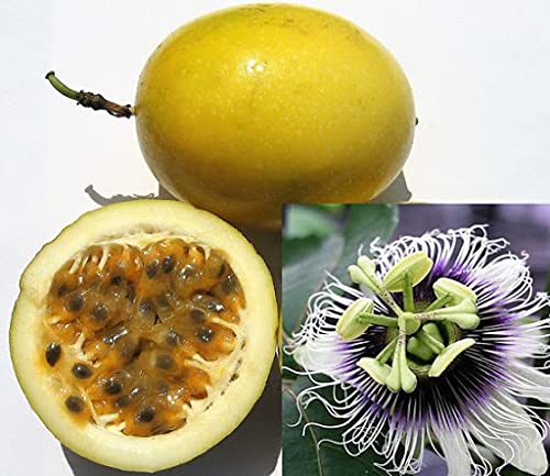 100pcs Yellow Passion Fruit Seeds - Fresh Tropical Fruit Seeds for Home Garden Planting, DIY Landscaping & Healthy Snacks