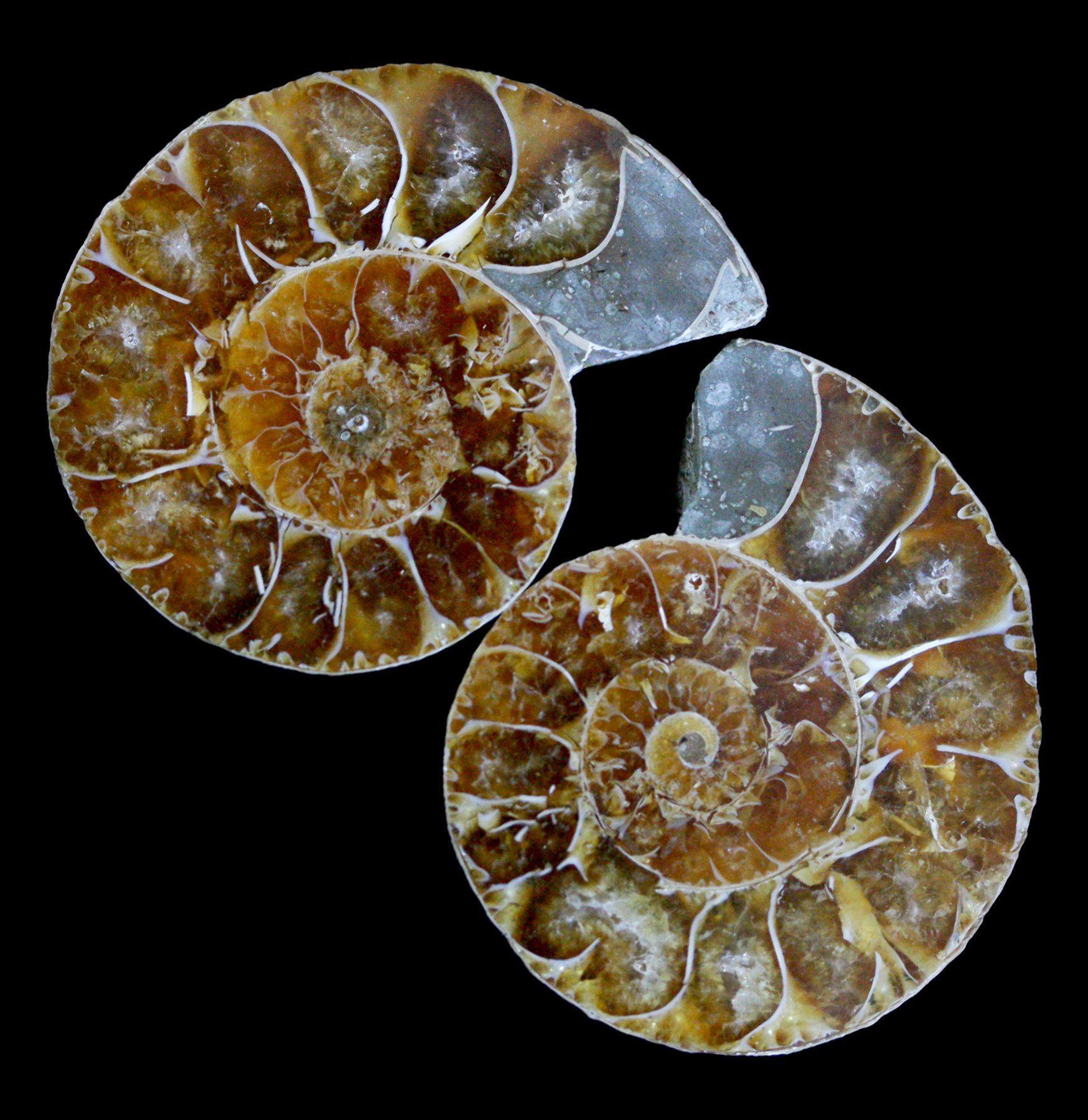 Premium Agatized Cut & Polished Ammonite Fossil Pair - Rare Collector's Gemstone for Home Decor, Jewelry Making & Meditation Display