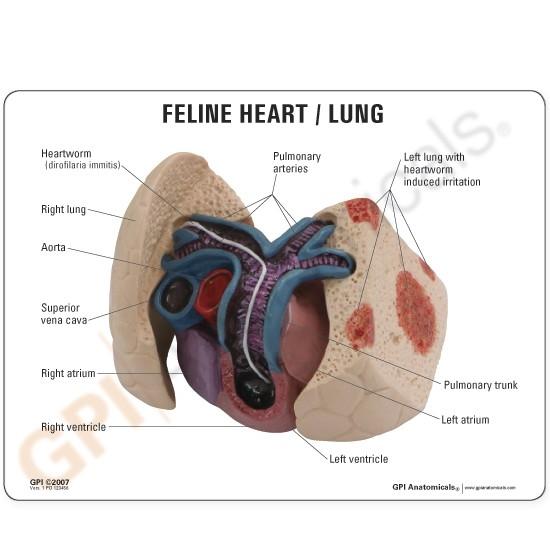 Feline Heart and Lung Model - Veterinary Anatomy Teaching Tool for Cat Organ Study | Perfect for Veterinary Students, Classrooms & Animal Clinics