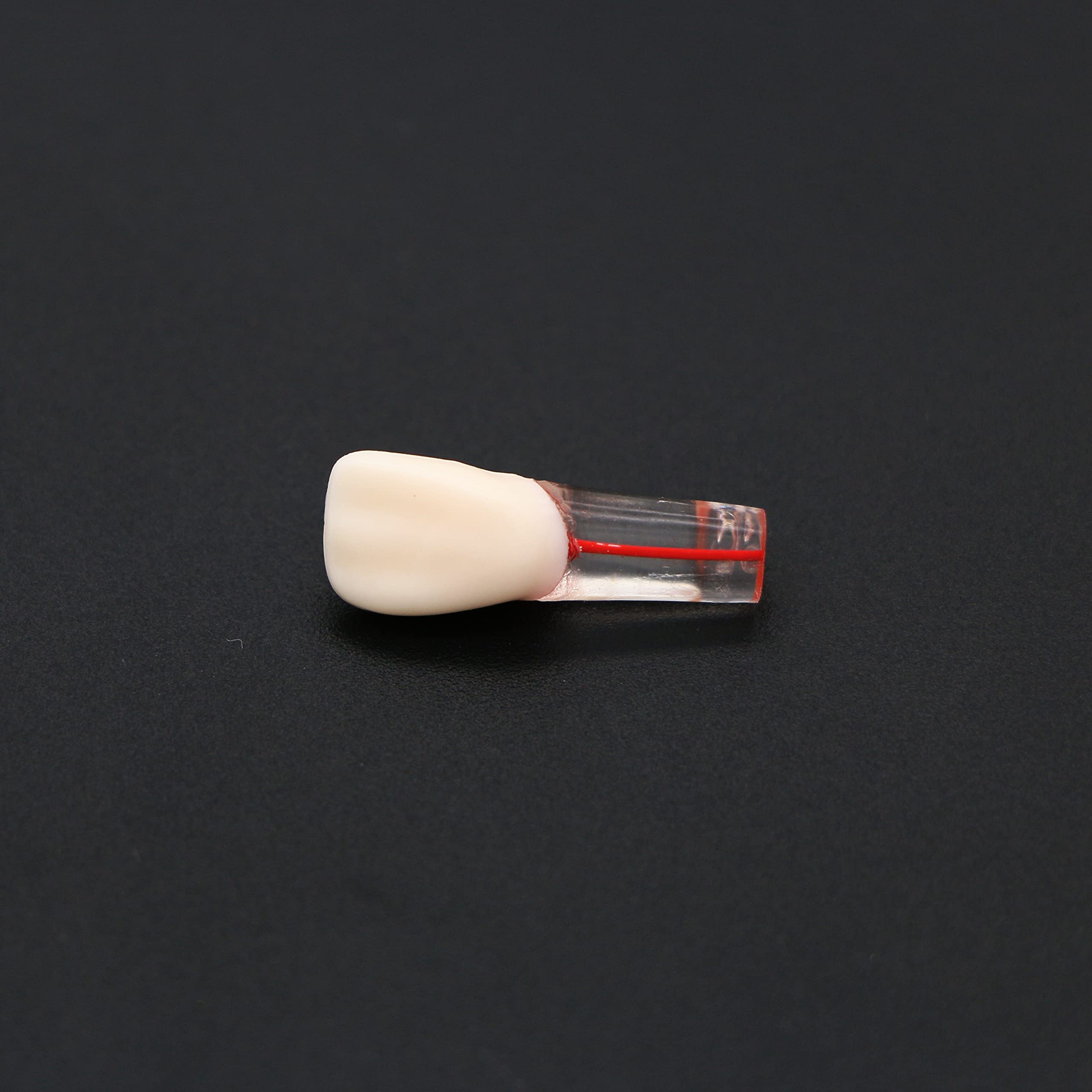 10 Pcs Dental Teeth Model for RCT Practice - Tooth Block with Pulp Cavity for Dental Teaching & Study - Perfect for Dental Students, Professionals & Training Classes